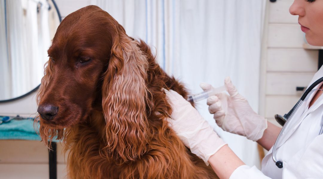 Canine Vaccination