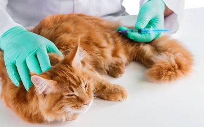 Feline Vaccinations