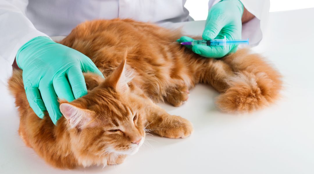 Feline Vaccination