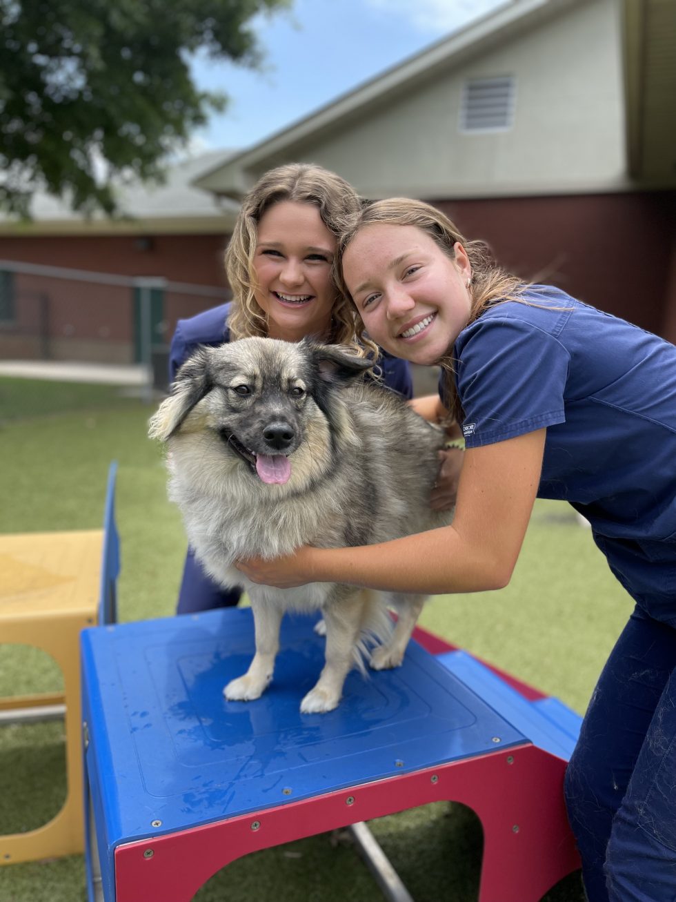 Animal Health Care Center Madison AL Veterinarian