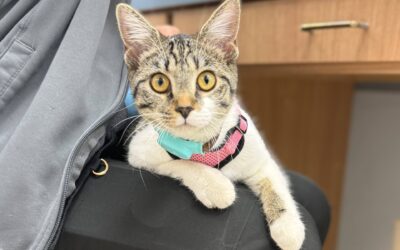Feline Vaccinations